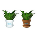 Tropical Plant / Janet Craig in Pot